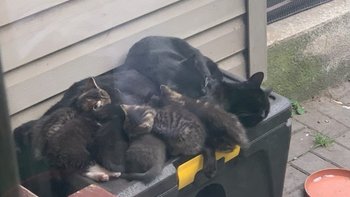 Zbiórka Ratujemy kotki w listopadzie - miniaturka zdjęcia