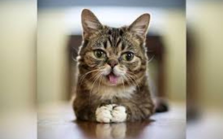 Zbiórka schronisko tczew - zdjęcie główne