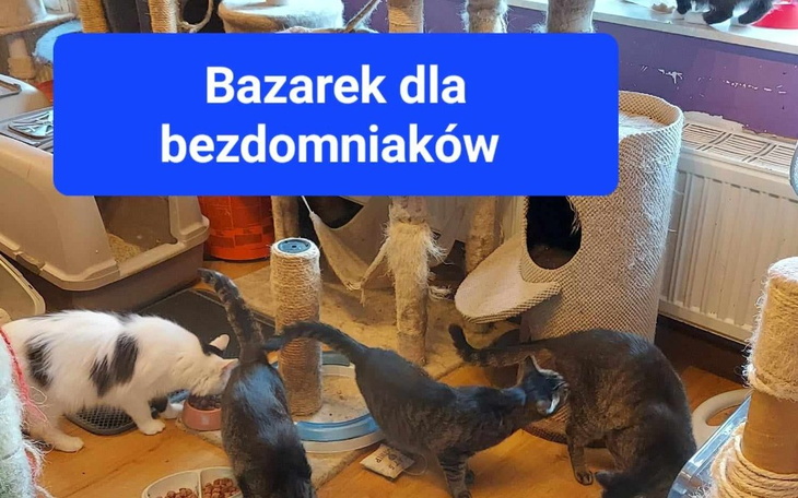 Koty w schronisku, bawiące się w otoczeniu zabawek.