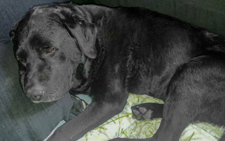 Zbiórka Mavra życie bez bólu - zdjęcie główne