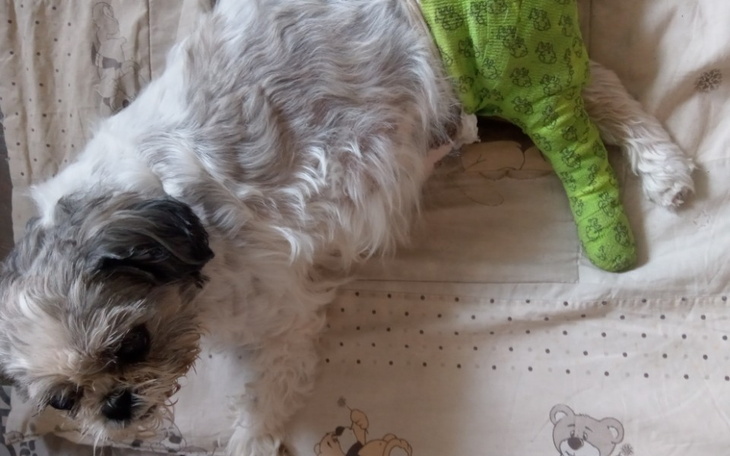 Zbiórka Staruszka pilnie prosi o życie - zdjęcie główne