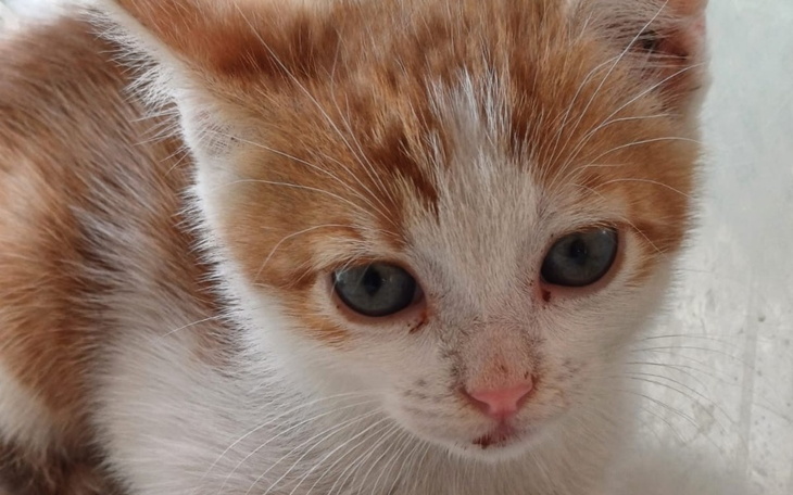 Zbiórka Dla porzuconego koteczka - zdjęcie główne