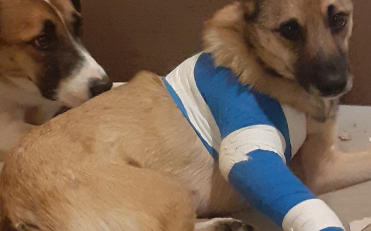 Zbiórka Zabieg ratowania łapki Kenzo - zdjęcie główne