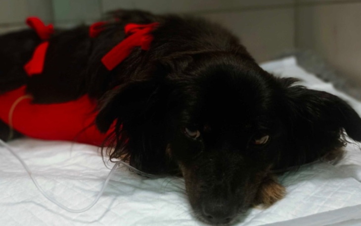 Zbiórka Na leczenie po ciężkiej operacji - zdjęcie główne