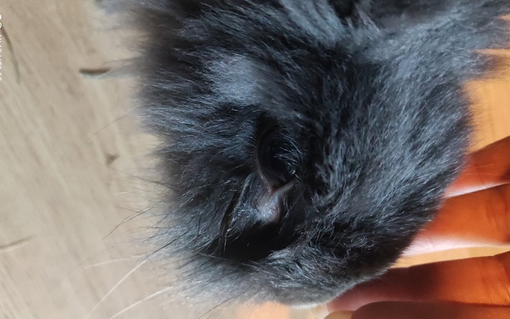 Zbiórka Na dalsze leczenie Pusi - zdjęcie główne