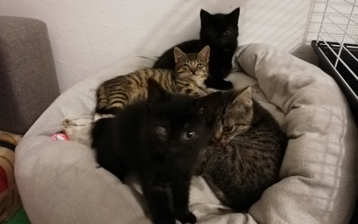 Zbiórka 2 dni ogrzewania kociarni e14 - zdjęcie główne