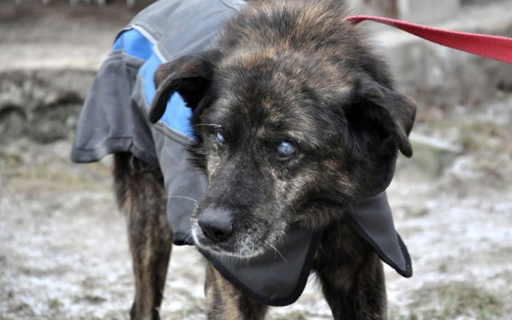 Zbiórka Dramatyczny apel o pomoc. - zdjęcie główne