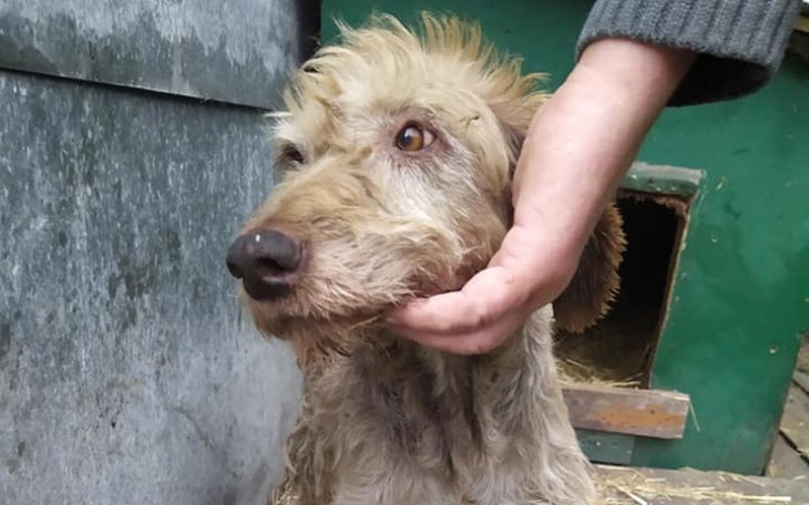 Zbiórka Bunia nie przeżyje bez operacji - zdjęcie główne