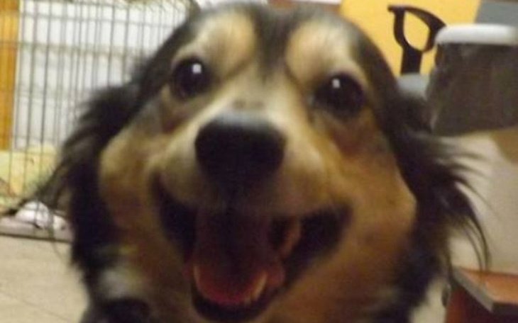 Uśmiechnięty pies w schronisku.