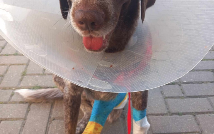 Zbiórka Leczenie pieska Belli po wypadku - zdjęcie główne