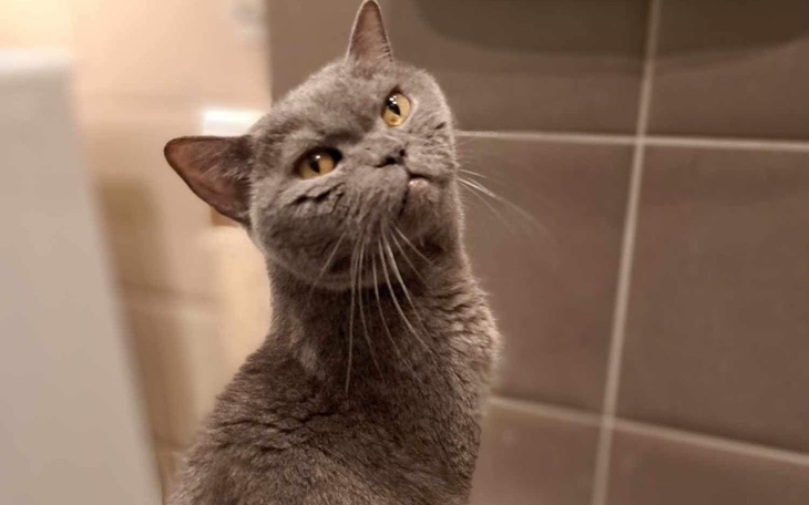 Zbiórka Angielski Koci Pacjent chce żyć - zdjęcie główne