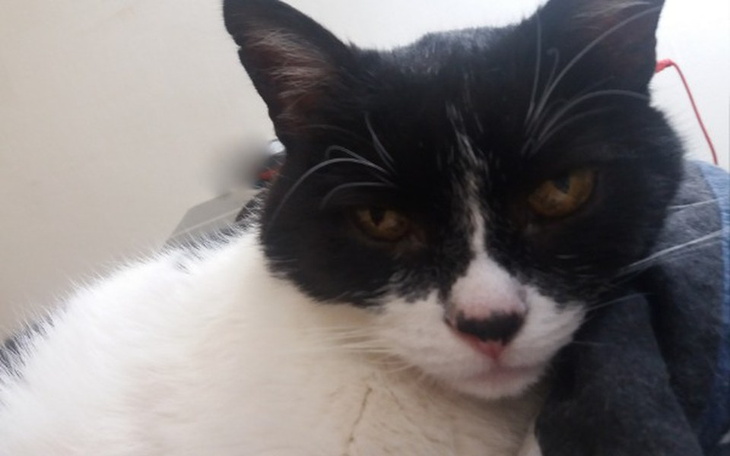 Zbiórka MISIA - Kotka z za dużym sercem - zdjęcie główne