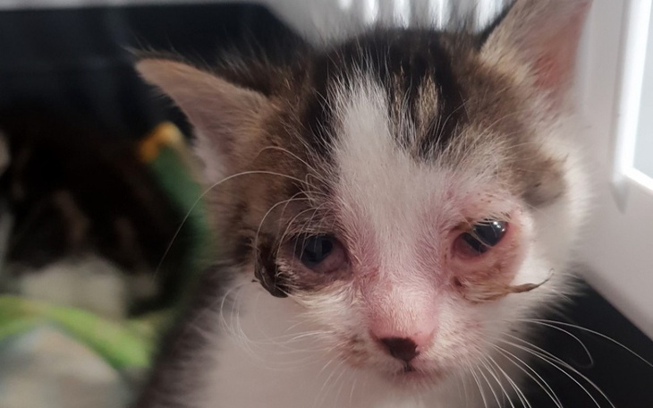 Zbiórka Lek dla małego kota - zdjęcie główne