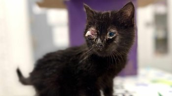 Zbiórka Przetrwać zimę w schronisku - miniaturka zdjęcia