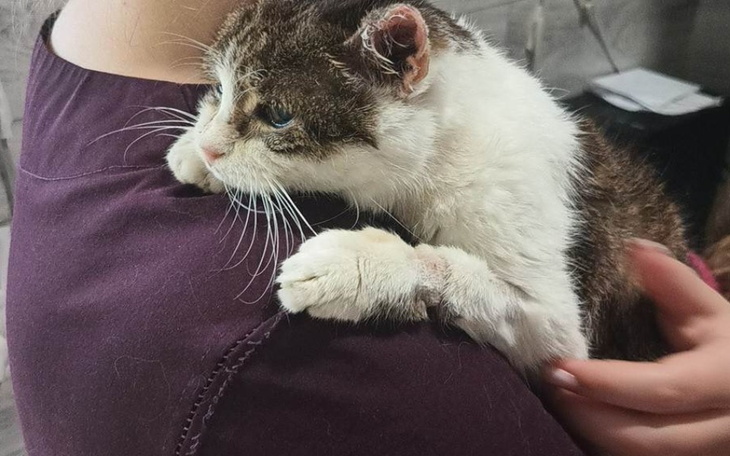 Kot przytulony do właściciela, wygląda na zmęczonego.