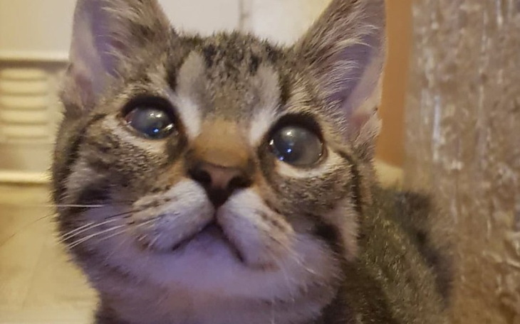 Zbiórka pomóżmy arbuzikowi uratować oko - zdjęcie główne