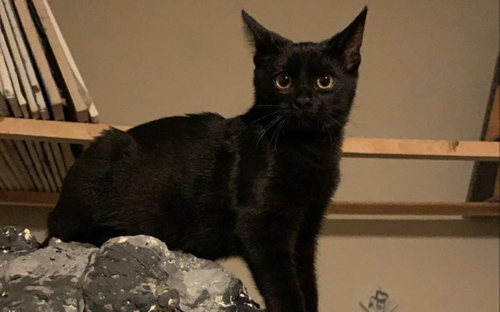 Zbiórka pomoc dla onyksa - zdjęcie główne