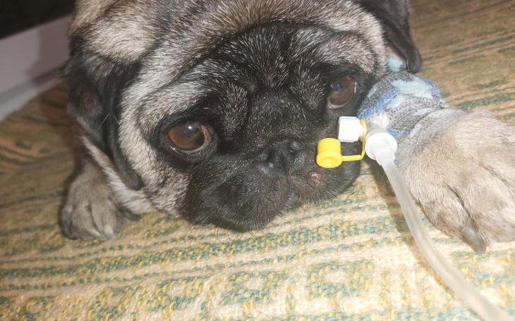 Zbiórka Błagam o pomoc dla Wandy - zdjęcie główne