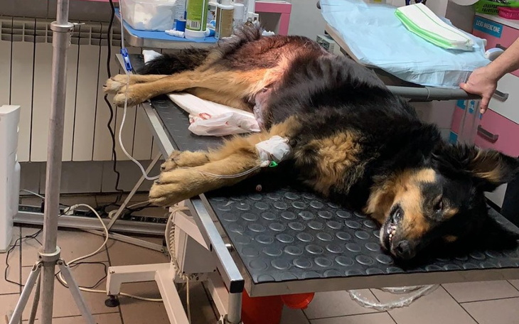 Zbiórka Ratowanie suczki Z MARTWĄ CIĄŻĄ - zdjęcie główne