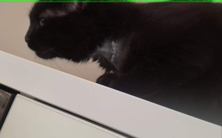 Zbiórka Pech przyniósł czerniaka. - zdjęcie główne