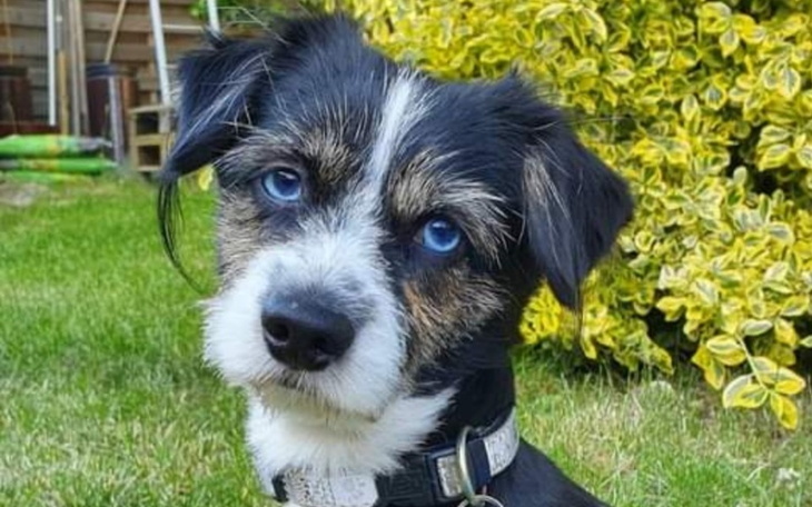 Zbiórka Leczenie i rehabilitacja Maksia - zdjęcie główne