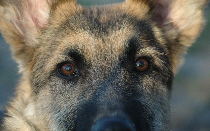 Zbliżenie na psa, z wyrazistymi oczami i uszami.