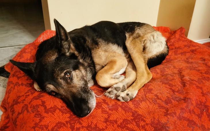 Zbiórka Na operację guza tchawicy - zdjęcie główne