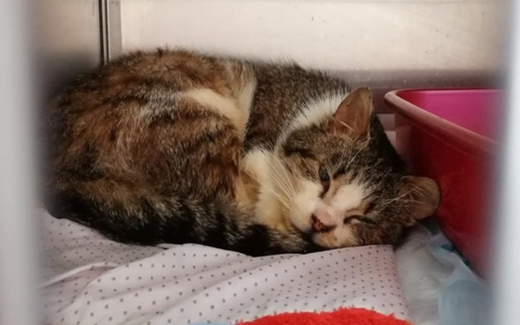 Zbiórka Białaczkowy Tofik prosi o pomoc - zdjęcie główne