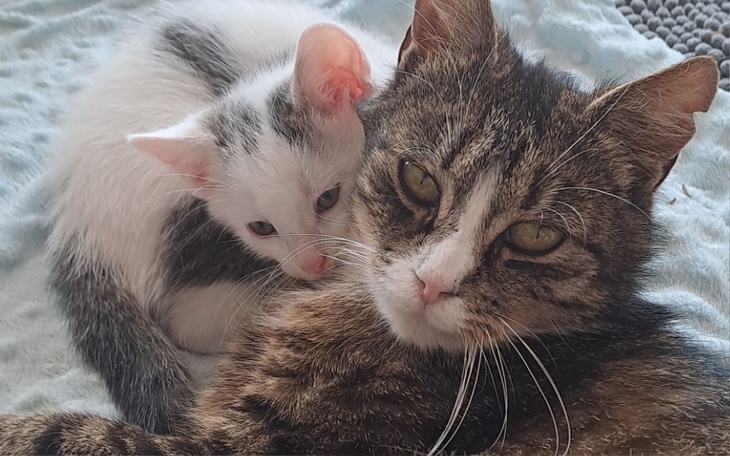 Zbiórka Na jedzonko dla kociej mamy - zdjęcie główne