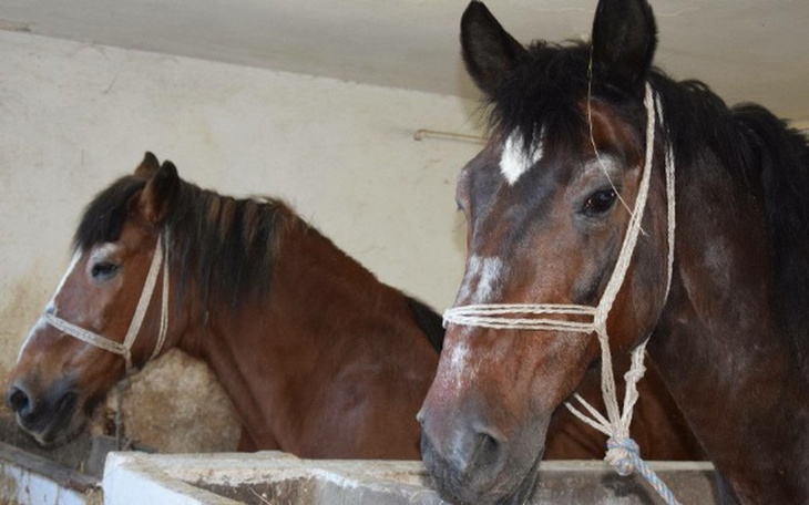Zbiórka Prosi o życie,ma czas do wtorku - zdjęcie główne