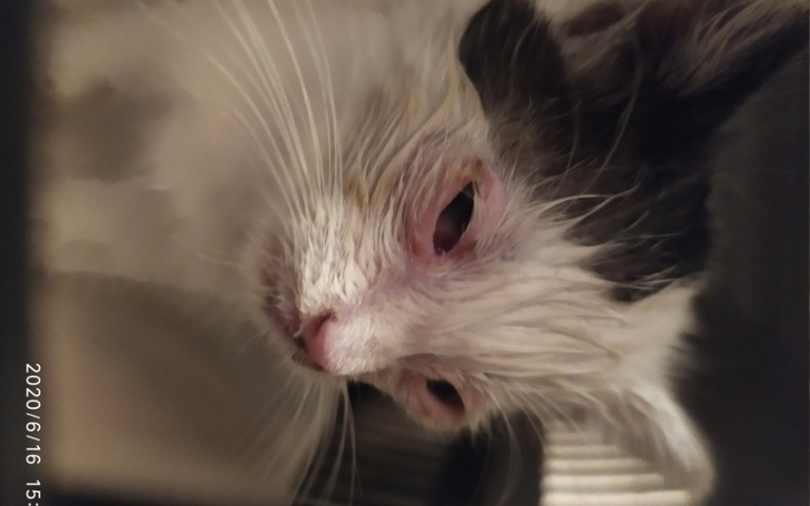 Zbiórka Pomóż uratować i wykarmić - zdjęcie główne