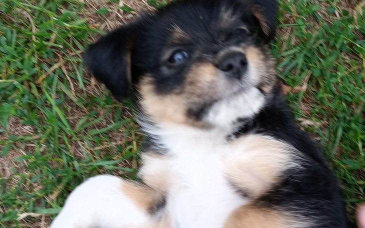 Zbiórka Na moje ukochane pieski - zdjęcie główne