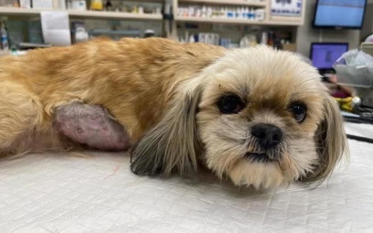 Pies leżący na stole w weterynarii, wygląda na zmęczonego.