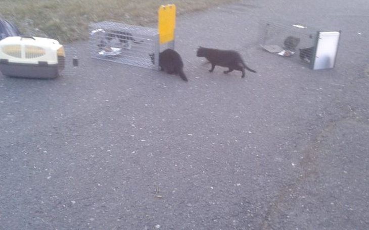 Zbiórka Karma Kastracja leczenieBezdomne - zdjęcie główne