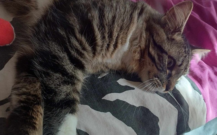 Kot leżący na poduszce, z wyraźnym wzorem w tle.