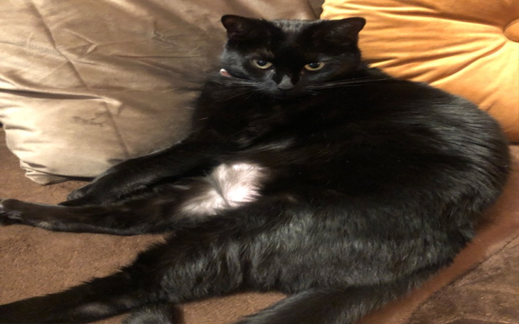 Zbiórka zwierzak w potrzebie - zdjęcie główne