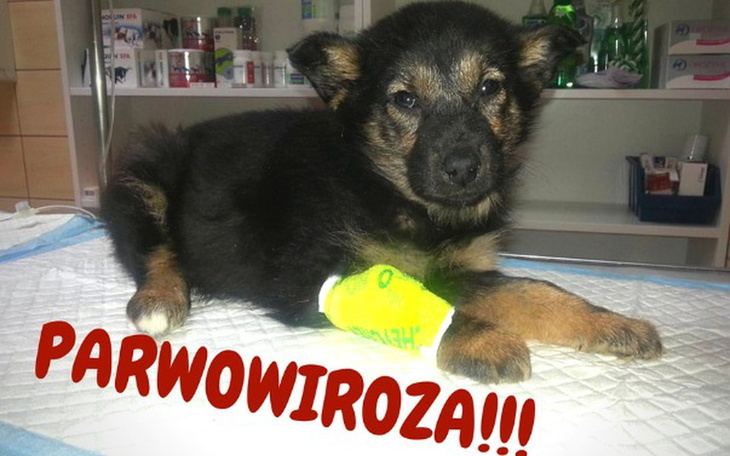 Zbiórka Szczeniaki walczą o życie-PARWO! - zdjęcie główne