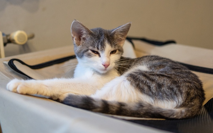 Zbiórka Utrzymanie kotków-kwiecień 2024 - zdjęcie główne