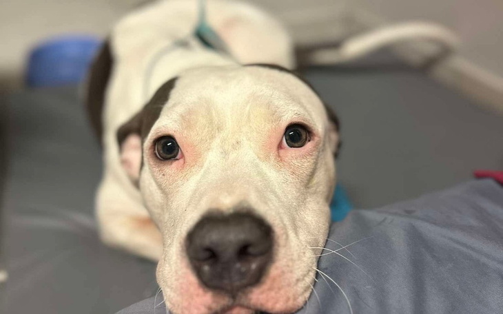 Pies patrzący w obiektyw, z wyrazem ufności.