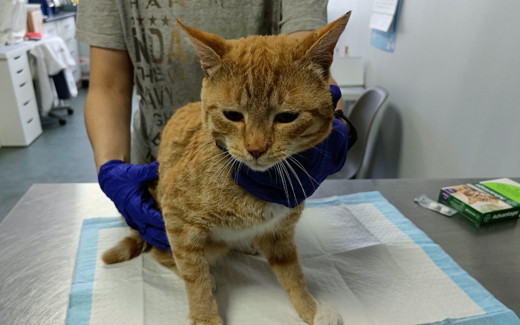 Zbiórka Amino - zdjęcie główne