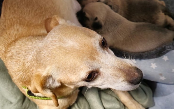 Zbiórka Mikołaj dla Przytul Pyska - zdjęcie główne