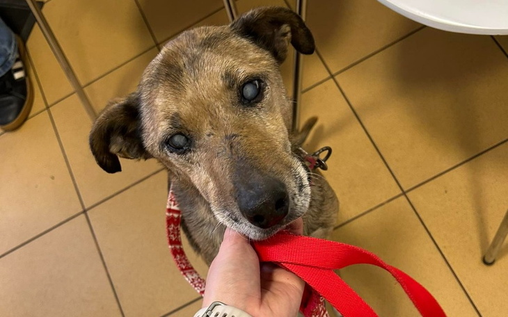 Starszy pies z czerwonym sznurkiem w rękach opiekuna.