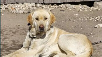 Zbiórka Zaniedbany Ares z łańcuch - miniaturka zdjęcia