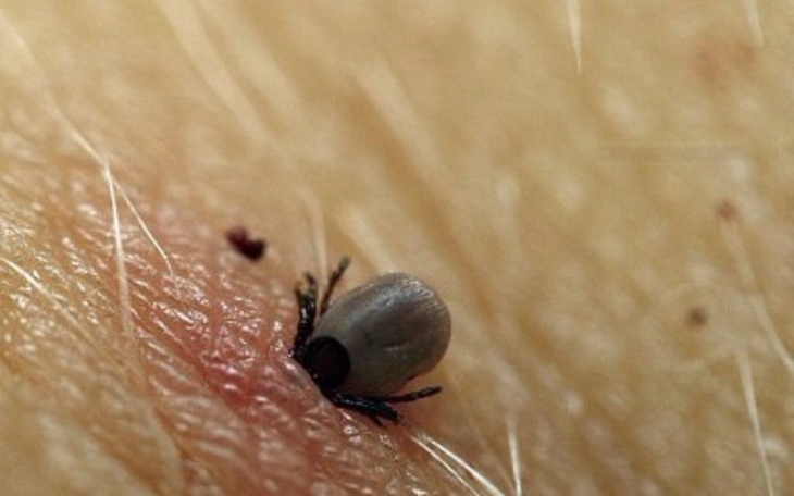 Zbiórka Bolerioza - zdjęcie główne