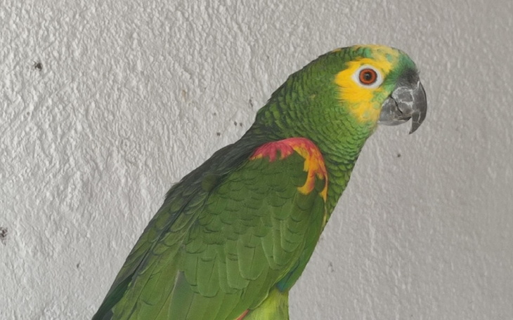 Zbiórka Pomoc hodowcom ptaków z Ukrainy - zdjęcie główne