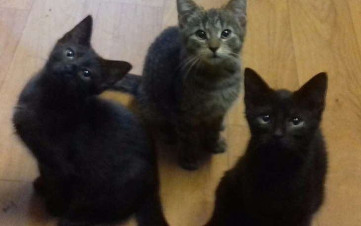 Zbiórka Jedzonko i żwirek dla koteczkow - zdjęcie główne