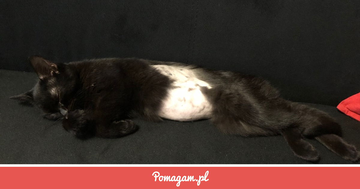 Zrzutka na Chapuś Walczy o Życie - Patrycja Stasiewicz | Pomagam.pl