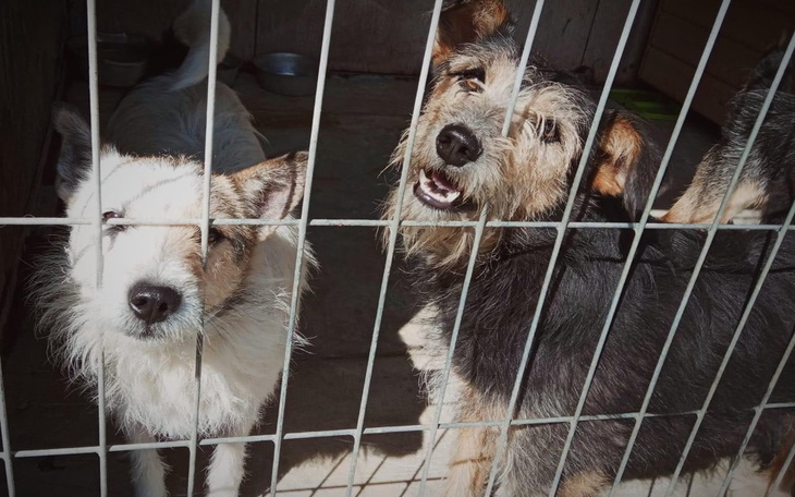 Zbiórka Zbiórka dla Schroniska Morusek - zdjęcie główne