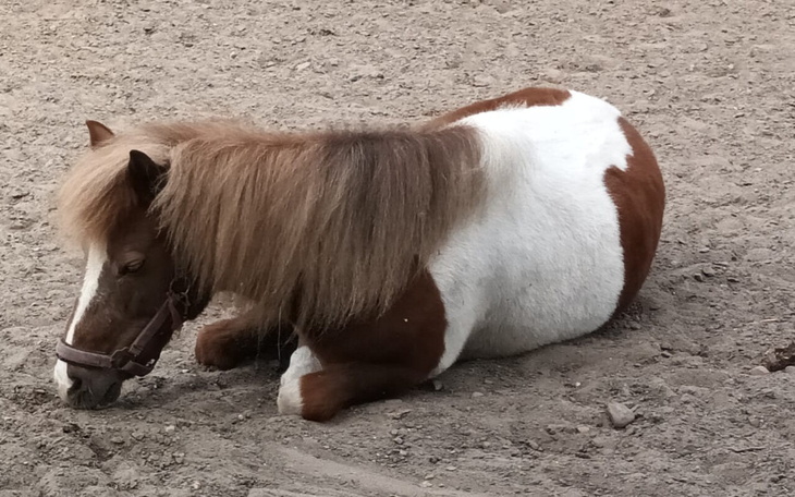 Zbiórka Leczenie kuca - Fantazja. - zdjęcie główne