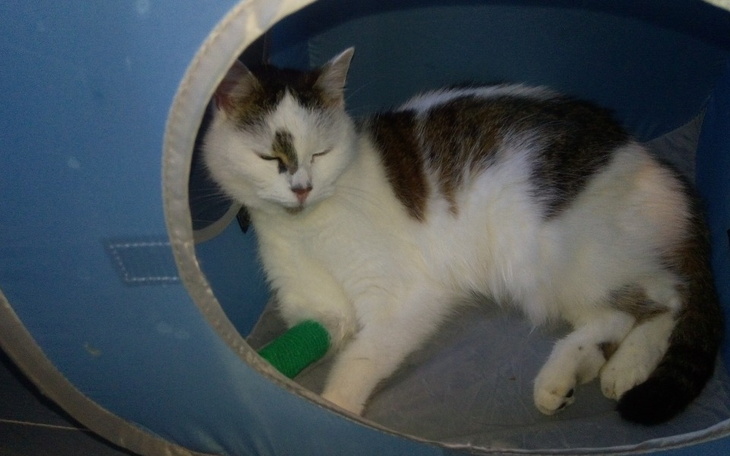 Zbiórka Wsparcie na leczenie kotki - zdjęcie główne